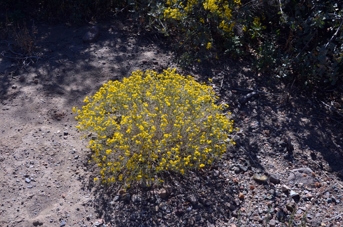 Broom Snakeweed habitat preferences include: Mountain habitats, upper deserts, pinyon-juniper, grasslands, and wooded areas, in dry, arid areas, rocky hillsides and slopes, disturbed and open areas, overgrazed lands; limestone, caliche and calcareous soils. Gutierrezia sarothrae
